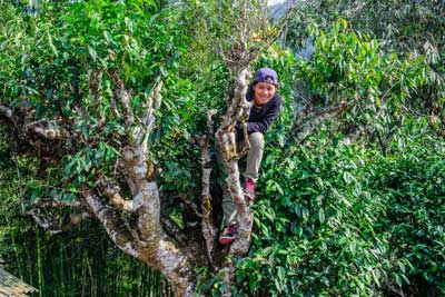 Climbing Tea Tree