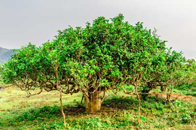 Tea Tree Harvesting